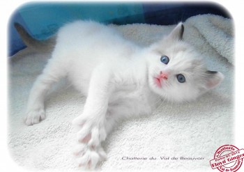 Mâle seal bicolour - Chatterie Ragdolls du Val de Beauvoir